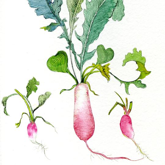 Radis - Ariane Mercier