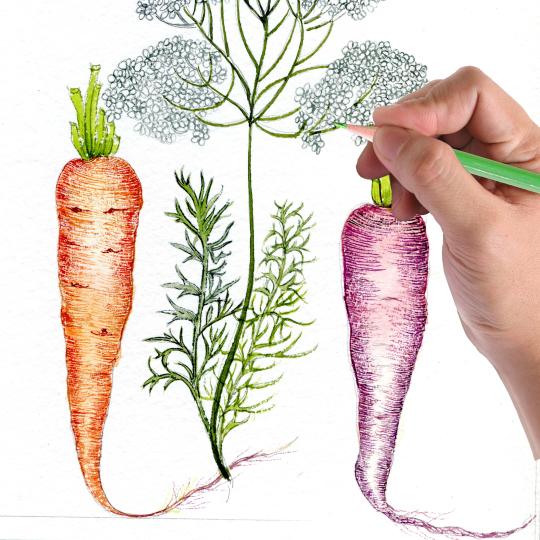 Illustration botanique -