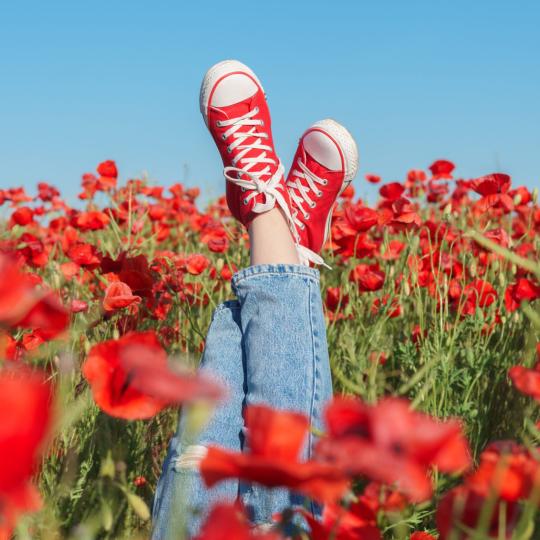 champ de coquelicots