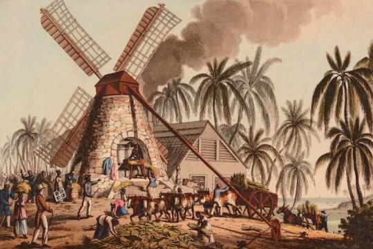 représentation d'esclaves apportant des cannes à un moulin afin qu'elle soient broyées.