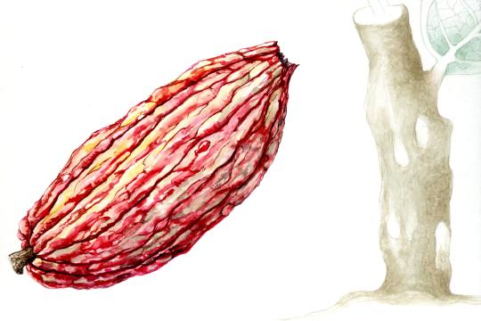 Dessin à l'aquarelle d'une cabosse de cacaoyer