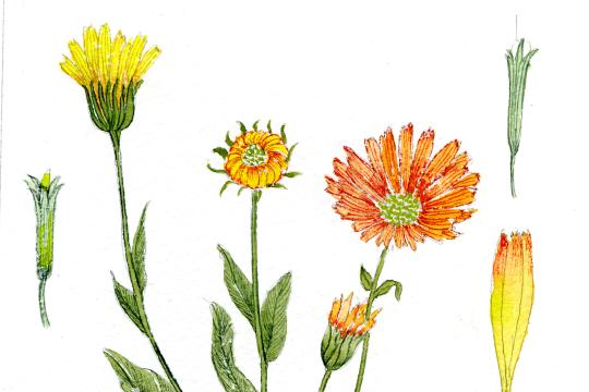 Dessin à l'aquarelle d'un soucis